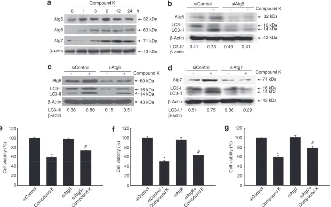 Figure 3 Compound K upregulates the expression of Atg and LC3 proteins. (a) HCT-116 cells were treated with compound K (20 mg/ml) for the indicated times