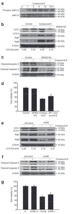 Figure 6 Compound K-induced JNK activation is involved in autophagy-