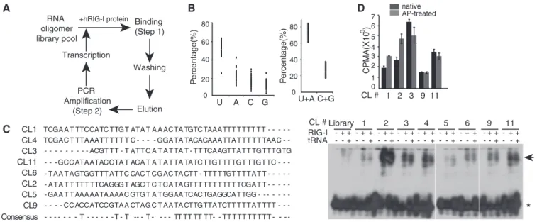 Figure 1. SELEX-based RIG-I aptamer screening. (A) Schematic diagram depicting the RIG-I speciﬁc RNA aptamer screening process