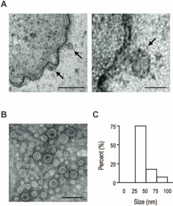 Figure 2. Induction of lethality in mice by intestinal E. coli - -derived OMVs. Mice were administered intraperitoneally once with 200 ml PBS that contained 0, 15, 25, or 50 mg OMVs derived from E