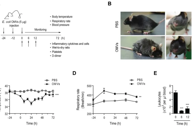 Figure 3. Induction of SIRS signs in mice by intestinal E. coli -derived OMVs. A. Study protocol for investigation of SIRS