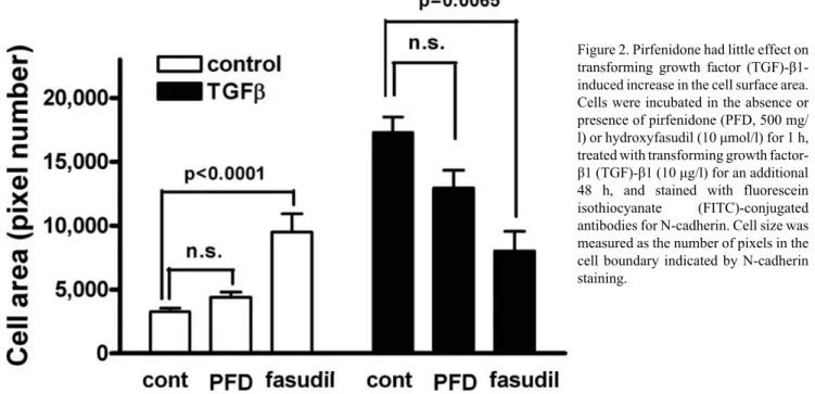Figure 2. Pirfenidone had little effect on transforming  growth  factor   (TGF)-β1-induced increase in the cell surface area