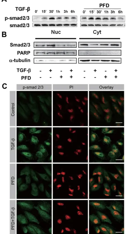 Figure 6. Pirfenidone inhibited transforming growth factor-β1 (TGF)-β1-induced signal transduction