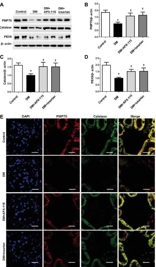 Figure 8: Effect of APX-115 on peroxisomal biogenesis in STZ-induced diabetic mice.  (A) Protein expression levels of  PMP70, catalase, and PEX5 in kidneys