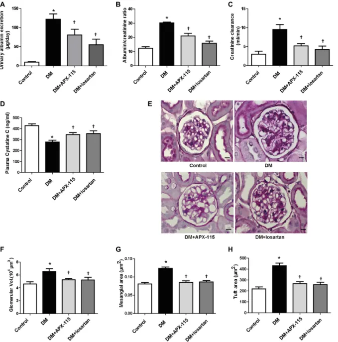 Figure 1: Effect of APX-115 on kidney function and morphology.  Diabetes was induced in mice by intraperitoneal injection of  STZ (50 mg/kg)