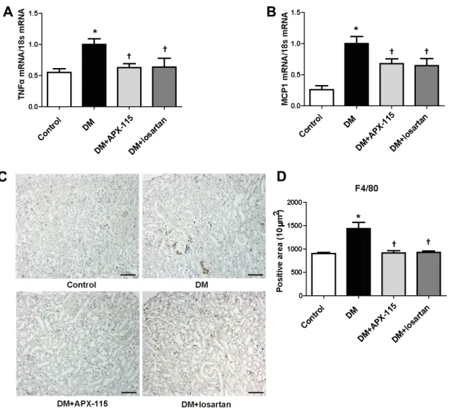 Figure 4: Effect of APX-115 on inflammation in STZ-induced diabetic mice.  The mRNA levels of inflammation markers (A)  TNFα and (B) MCP1 in kidney tissue were measured using real-time PCR
