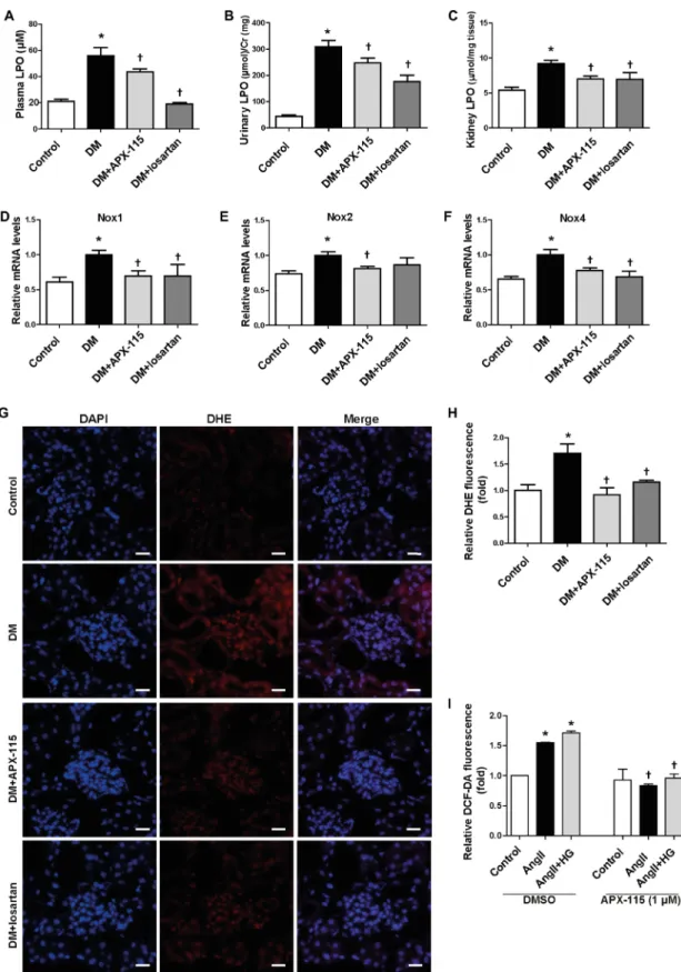 Figure 5: Effect of APX-115 on oxidative stress in STZ-induced diabetic mice.  (A) Plasma LPO, (B) urinary LPO, (C) kidney  tissue LPO, (D) Nox1, (E) Nox2, and (F) Nox4 mRNA expression levels in kidneys were measured using real-time PCR