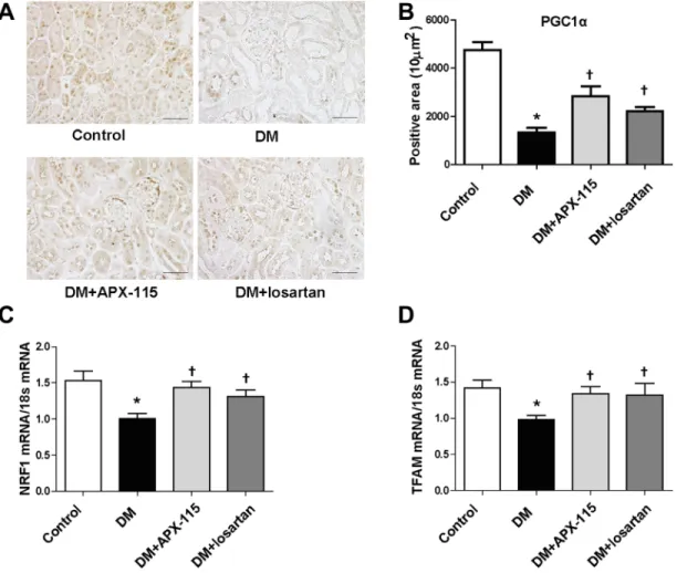 Figure 7: Effect of APX-115 on mitochondrial biogenesis in STZ-induced diabetic mice.  (A) Paraffin-embedded kidney  sections were stained with anti-PGC1α antibody (1:200; original magnification: 200×; scale bar: 100 μm)