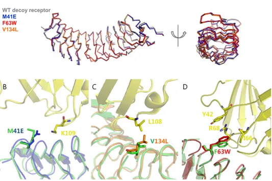 Figure 3. Interface structures of single variants. (A) Superimposed backbone structures of the wild-type decoy receptor and three single mutants (M41E, F63W, and V134L)