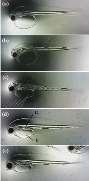 Fig.  4.  Development  of  walleye  pollock  larvae  reared  at  5 ;  (SL±SD)  (a)  < 1 day  (4.71±0.26 mm),  (b)  1  (4.88±0.16 mm),  (c)  2  (4.94±0.18 mm),  (d)  3  (5.01±0.19 mm),  and  (e)  4  days  post-hatch  (5.24±0.21 mm);  (G  gut;  Y  yolk  s