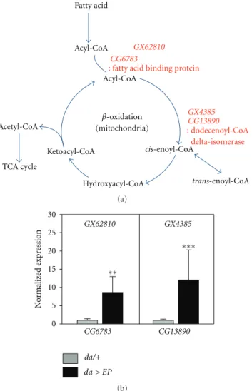 Figure 1: Overexpression of fatty-acid β-oxidation-related genes using EP lines. (a) Schematic representation of fatty-acid  β-oxidation