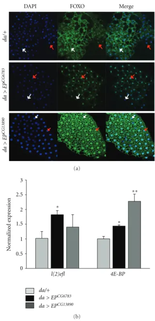 Figure 4: Overexpression of CG6783 or CG13890 activates dFOXO. (a) Overexpression of CG6783 or CG13890 induced the  transloca-tion of dFOXO to the nucleus