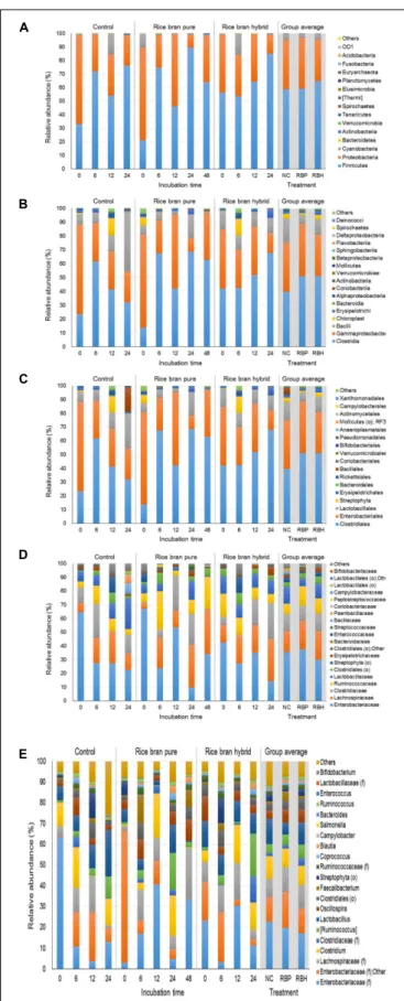 FIGURE 3 | Relative abundance of major bacteria among different groups using ceca contents from 2 weeks of chicken broilers at a phylum (A), class (B), order (C), family (D), and genus level (E).