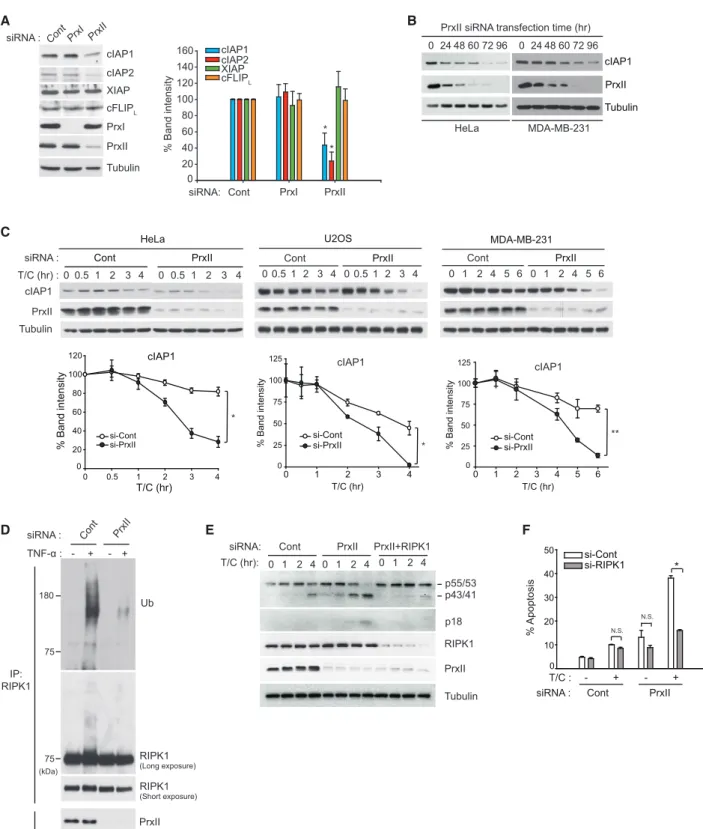 Figure 4. Prx II Switches the RIPK1-Dependent Apoptosis via Controlling the cIAP1 Stability