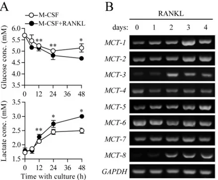 Fig 1. Increased glycolytic metabolism during osteoclast differentiation. Osteoclast precursors were cultured with M-CSF (30 ng/ml) and RANKL (100 ng/ml) for the indicated times