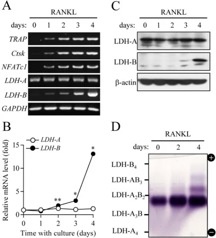 Fig 2. Changes in LDH gene expression and isotypes during osteoclast differentiation. Osteoclast precursors were cultured in the presence of M-CSF (30 ng/ml) and RANKL (100 ng/ml) for 4 days