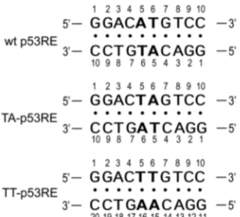 Figure 1. DNA sequence contexts of the wt, TA-, and TT-p53RE DNA decamer duplexes. 