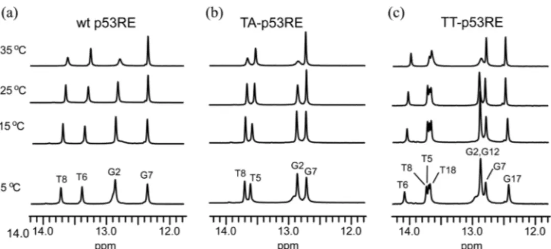 Figure 3. 1D imino proton spectra of the water magnetization transfer experiments for the (a) wt, (b) TA-, and (c) TT-p53RE duplexes in 90% H 2 O/10% D 2 O solution containing 10 mM TRIS-d 11  (pH 8.5) and 100 mM NaCl at 25  o C