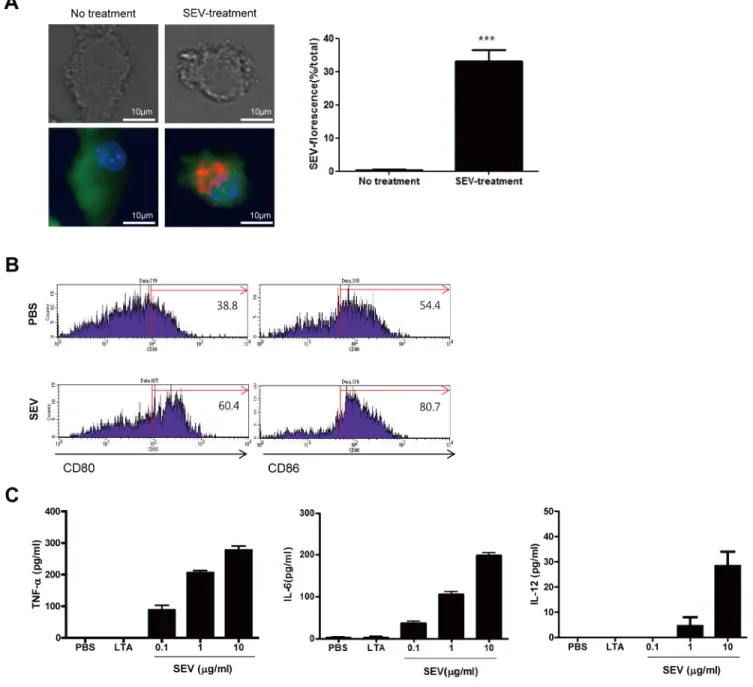 Fig 1. In vitro immunogenicity of S. aureus-derived EVs (SEVs). (A) Uptake of SEVs by bone marrow-derived dendritic cells (BMDCs)