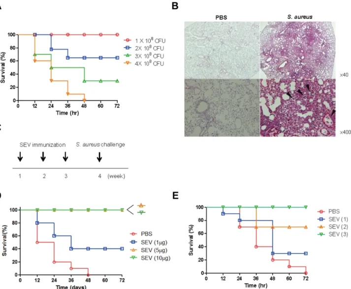 Fig 2. Efficacy of S. aureus EVs (SEVs) vaccination on protection against lethality induced by S