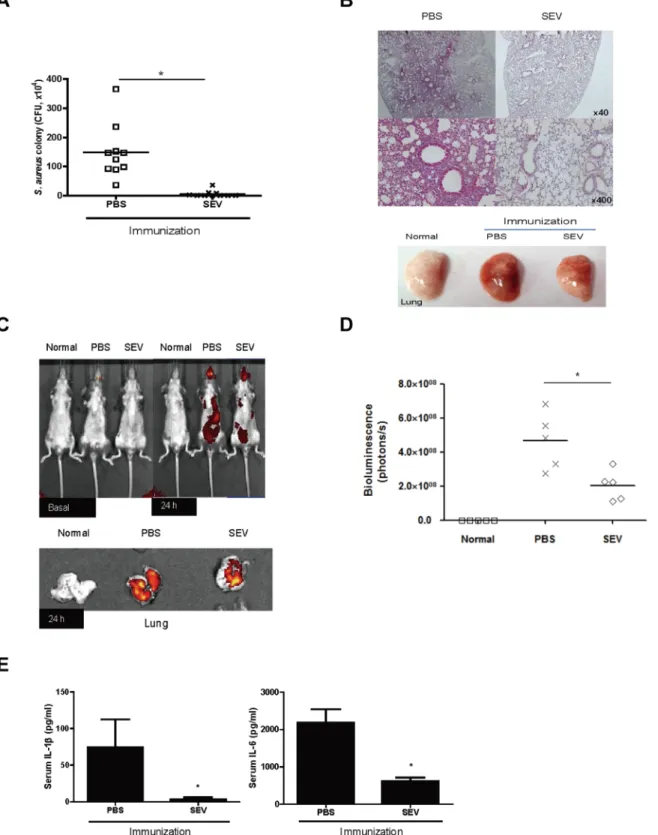 Fig 3. Efficacy of SEV vaccination on protection against pneumonia induced by sub-lethal dose of S