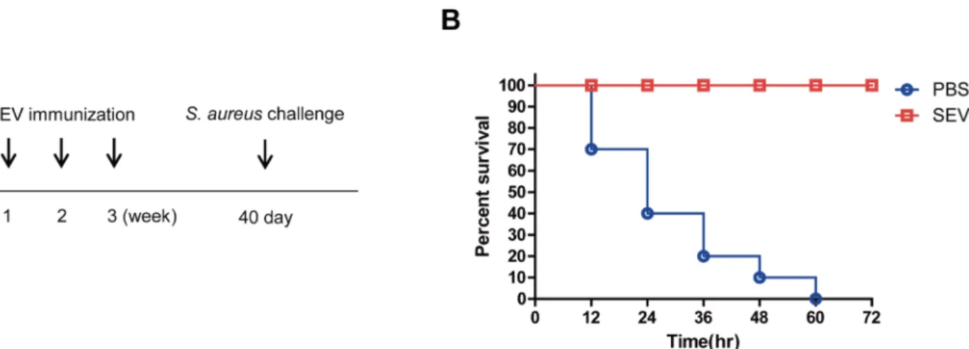 Fig 7. Long-term effect of SEV vaccination on the protection against lethality induced by S