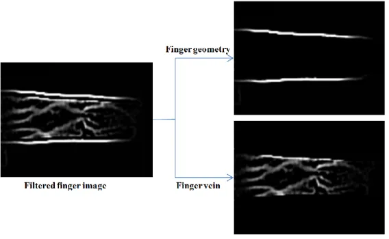 Figure  11. An example of  manually  separating filtered finger image  into two component  images such as finger geometry and finger vein