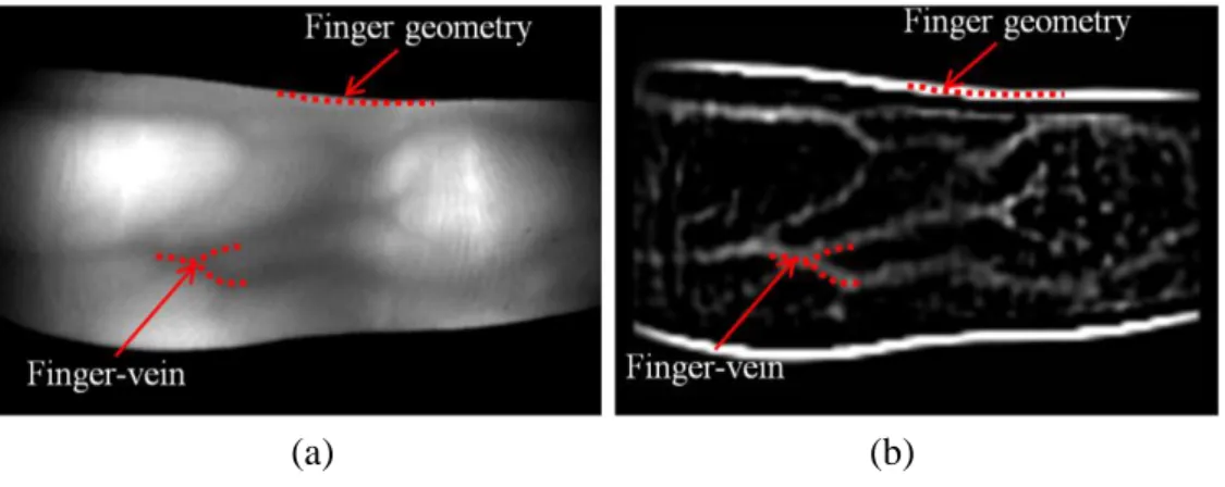 Figure  1.  Example  of  finger  geometry  and  finger  veins  components  in  (a)  a  captured  IR  finger image and (b) an image after modified Gaussian high-pass filtering