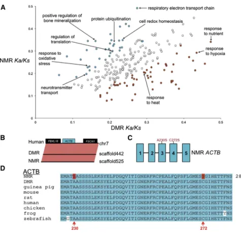 Figure 4. Adaptive Evolution in the NMR and DMR Genomes