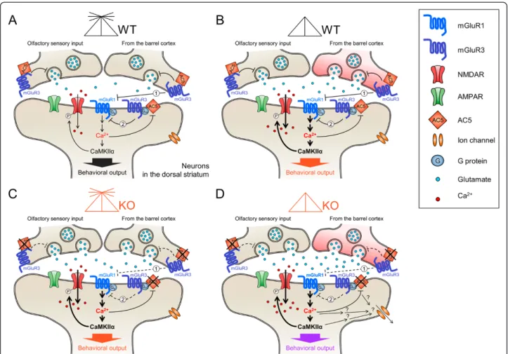 Figure 8 A working hypothesis for the generation of behavioral preferences for olfactory- and tactile-cue-directed options.