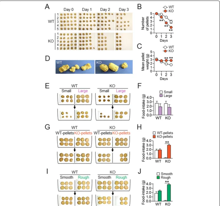 Figure 1 AC5 KO mice gained preferred behaviors for specific cue-directed options. (A-C) Photographs showing representative sets of food pellets consumed by 5 individuals of WT mice (WT) and AC5 KO mice (KO) for 3 days (A)