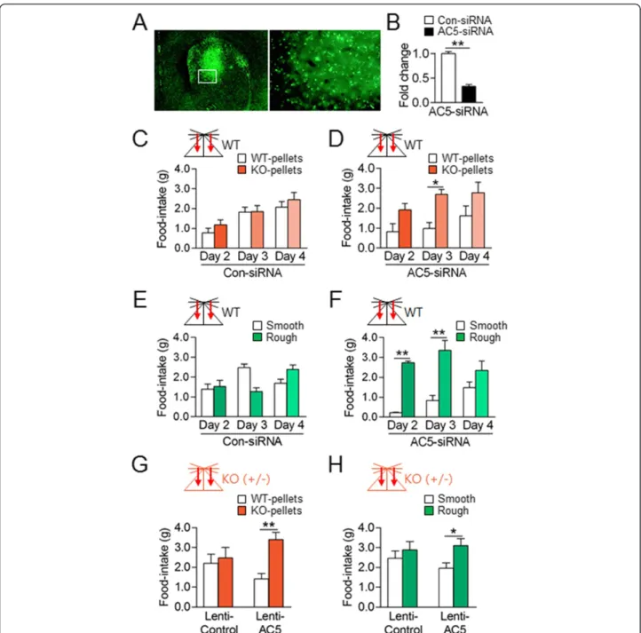 Figure 5 The suppression of AC5 in the dorsal striatum replicated behavioral preferences for KO food pellets and rough pellets