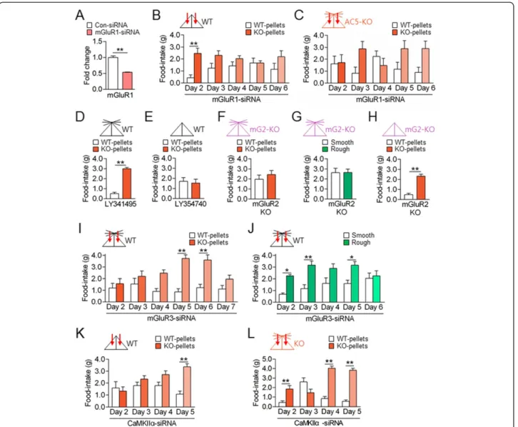 Figure 7 The mGluR1 and mGluR3 signaling systems in the dorsal striatum antagonistically regulated behavioral preferences for AC5 KO food pellets