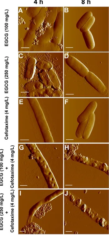 Figure 3. Topological images of ESBL-EC treated with sub-MICs of EGCG, cefotaxime or their combinations
