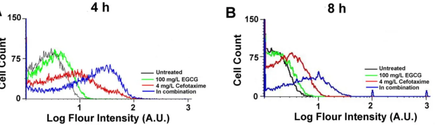 Figure 4. Oxidative stress response in ESBL-EC treated with sub-MICs of EGCG, cefotaxime or their combinations