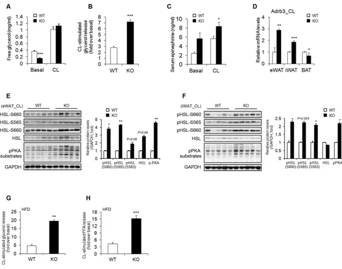 Figure 4.  Enhanced β-adrenergic signalling in WAT of Ahnak − / −  mice. (A) CL-316243 stimulated glycerol 