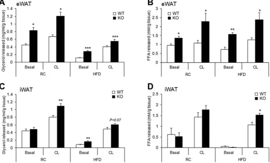 Figure 5.  AHNAK deficiency enhances lipolysis in adipocytes ex vivo in response to β-adrenergic  stimulation