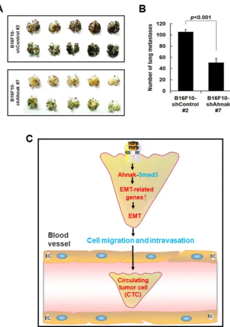 Figure 5.  Host function of Ahnak in pulmonary endothelial cells during extravasation of B16F10 melanoma 