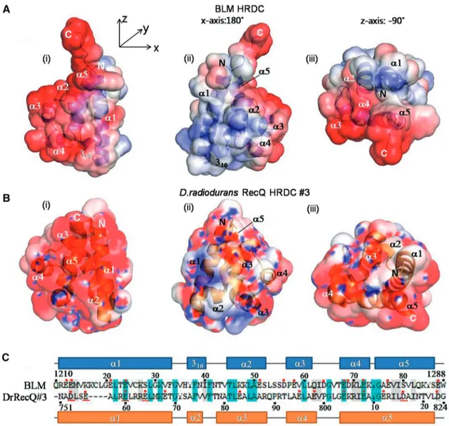 Figure 2. Comparative surface depiction between human BLM and DrRecQ HRDC #3. (A) Surface depiction of the human BLM HRDC domain showing the surface charge separation, with (i) an extended negative surface comprising helices 3–5, (ii) a neutral surface com
