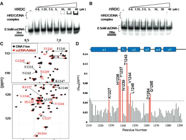 Figure 3. DNA-binding activity of the isolated human BLM HRDC domain. The BLM HRDC domain (0.6, 1.25, 2.5, 5, 10, 20 and 40 mM) was incubated with (A) 0.5 nM ssDNA or (B) 0.5 nM dsDNA