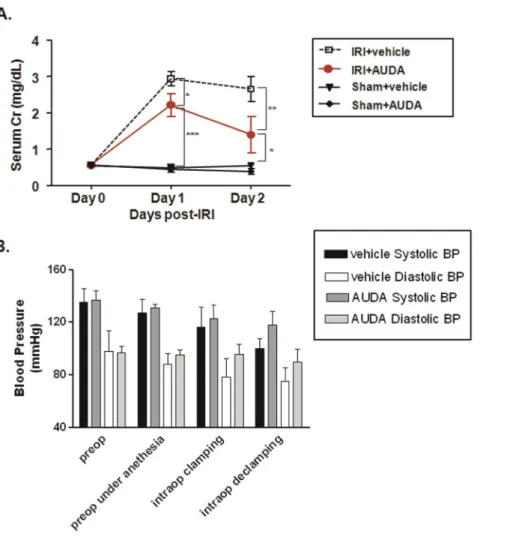 Figure 1. Role of soluble epoxide hydrolase (sEH) activity in ischemia-reperfusion injury (IRI) in kidneys