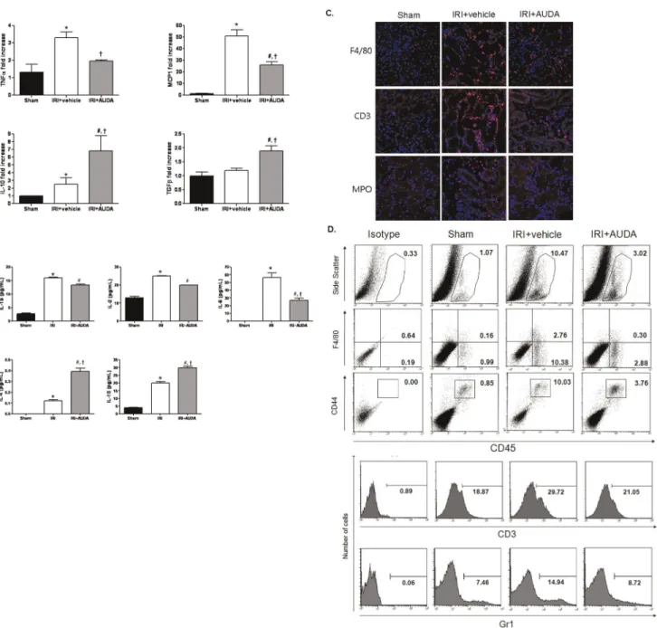 Figure 4. Effects of soluble epoxide hydrolase (sEH) inhibitor on the pro-/anti-inflammatory microenvironment in injured kidneys