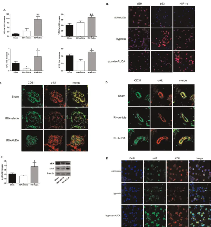 Figure 5. Protective effects of soluble epoxide hydrolase (sEH) inhibitor on hypoxic damage via neovascularization