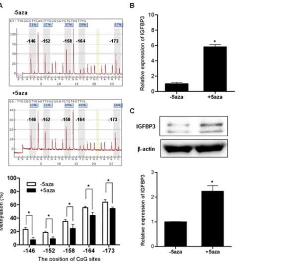 Figure 4. IGFBP3 expression changes following demethylation in APP-Swedish mutant cells H4-sw cells were treated for 3 days with 10 mM 5-aza-29-deoxycytidine