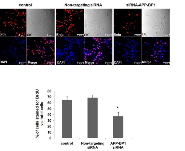 Figure 2. siRNA-mediated APP-BP1 knock-down significantly decreases BrdU-incorporated fetal neural stem cells