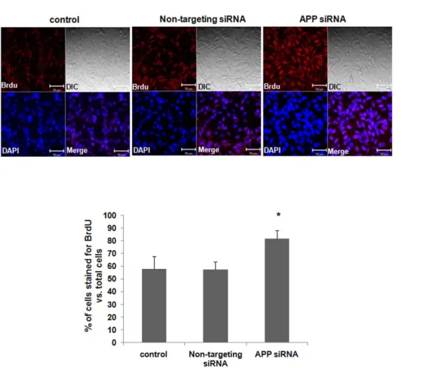 Figure 3. siRNA-mediated APP knock-down significantly increases the proliferation of fetal neural stem cells