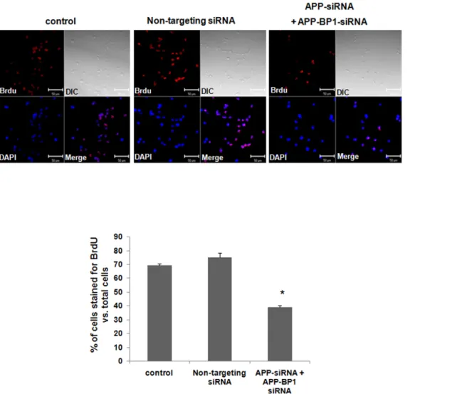 Figure 4. siRNA-mediated knock-down of APP-BP1 and APP significantly down-regulates the proliferation of fetal neural stem cells