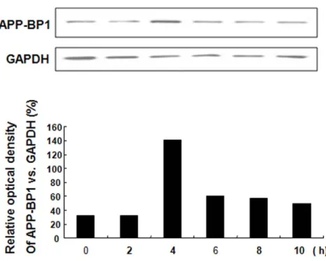 Figure 5. APP-BP1 expression varied according to cell cycle phase. Fetal neural stem cells were synchronized to G1 phase by treatment with 2 mM thymidine for 16 h, and then released from cell cycle arrest by replacing the thymidine-containing media