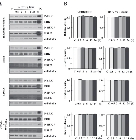 Fig. 3.   Effects of 4 h single (CDMA alone) or combined (CDMA + WCDMA) RF radiation exposure on phosphorylation of  HSP27 and ERK1/2