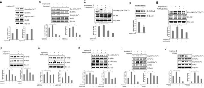 Figure 6.  Ang ІІ activates inflammation through AMPK in HL-1 atrial cells. (A) HL-1 cells were stimulated  with 1 μM Ang ІІ for 24 h